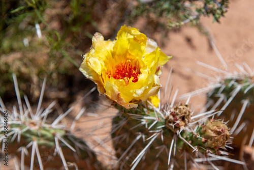 Tableau sur toile Close up of an yellow and orange blooming Opuntia or prickly pear cactus in the
