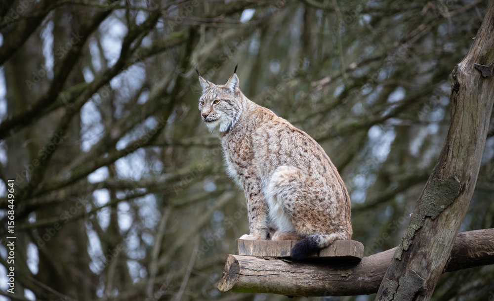 Fototapeta premium A female Eurasian Lynx sitting on a platform looking to the left.