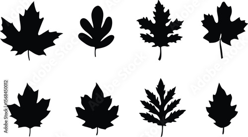 Black-and-White Vector Illustration of Botanical Leaf Silhouettes – 8-Item Morphology Mini Grid