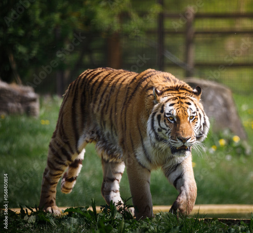 A male Amur Tiger prowling through grass.