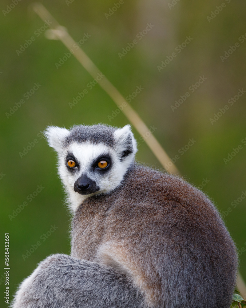 Obraz premium Ring tailed lemur looking straight ahead
