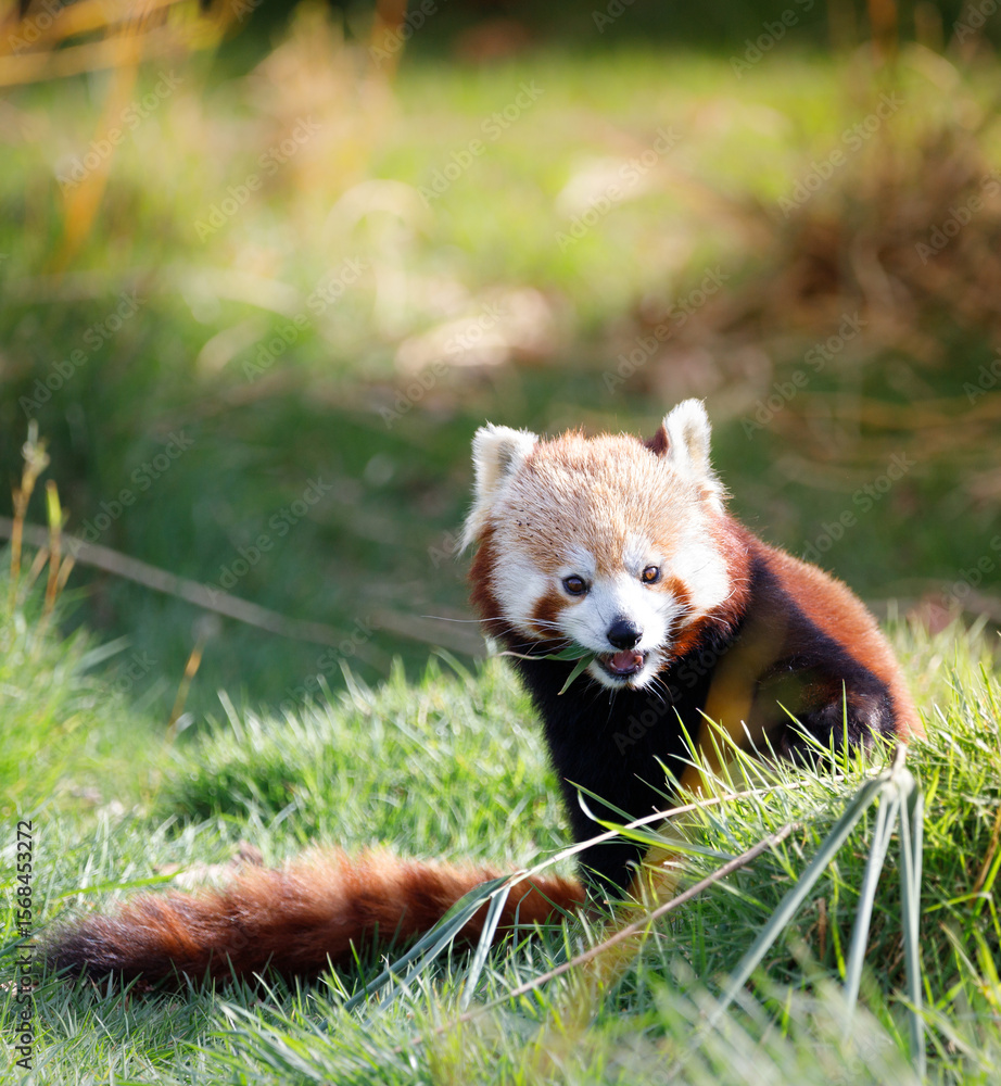 Obraz premium A Red Panda eating bamboo.