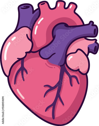 Human heart anatomy illustration with veins and arteries in red and purple colors vector 