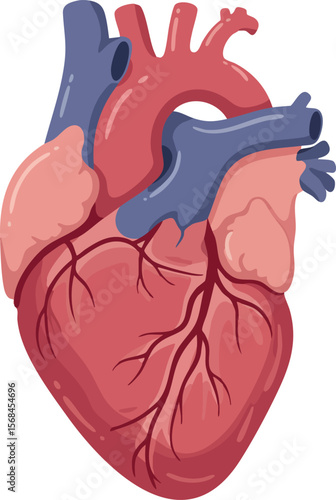 Human anatomical heart illustration with veins and arteries detailed vector art 