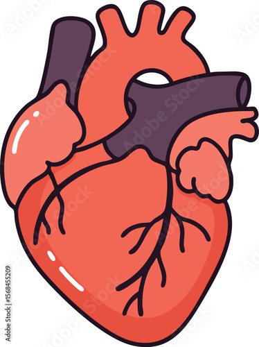 Human heart anatomy vector illustration with arteries and veins detailed design 