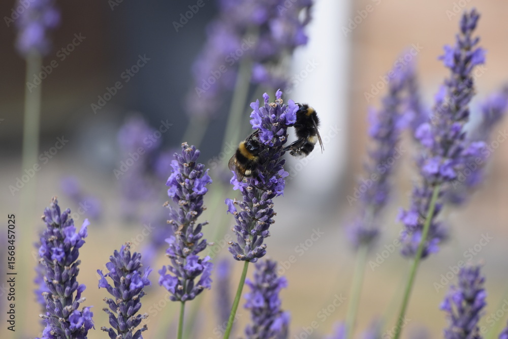 Fototapeta premium Lavender & Bees