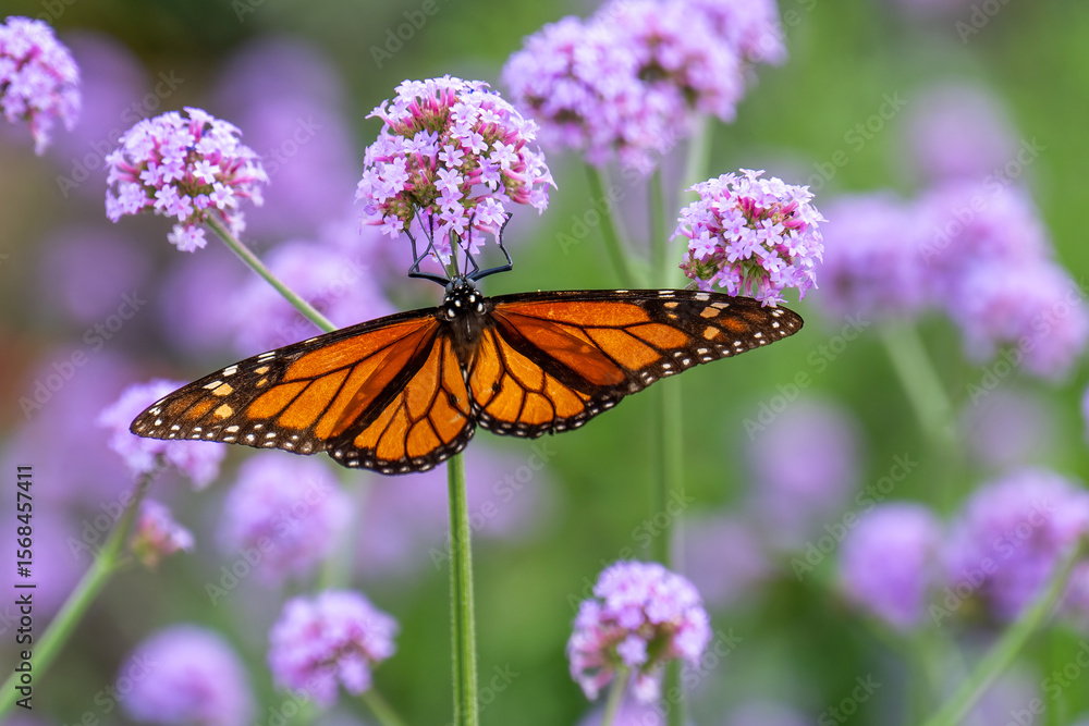 Fototapeta premium Monarch butterfly resting on some flowers
