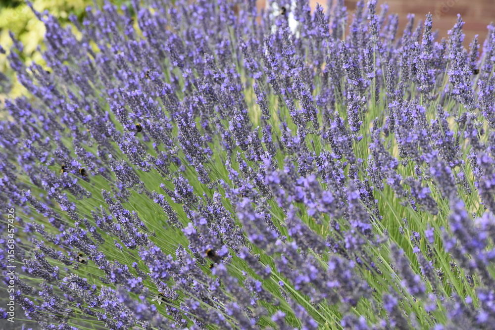 Fototapeta premium Lavender & Bees