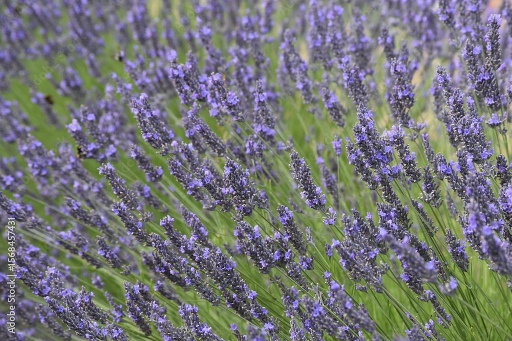 Obraz premium Lavender & Bees