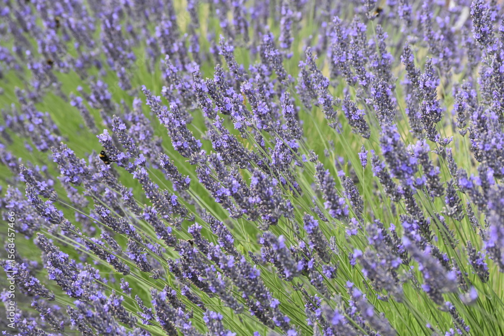 Obraz premium Lavender & Bees