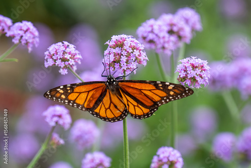 Monarch butterfly resting on some flowers