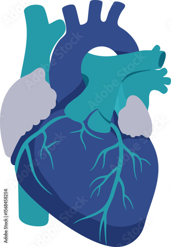 Human heart anatomy vector illustration with blue and teal colors for medical education and health awareness 