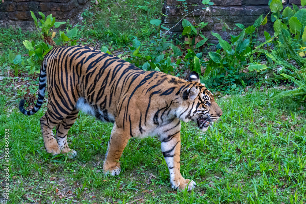 Fototapeta premium Female Sumatran Tiger walking around