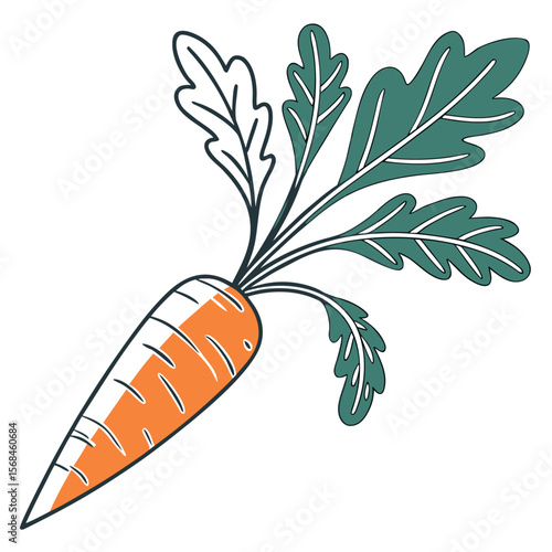 Orange carrot vegetable with green leaves, a healthy food illustration isolated on white