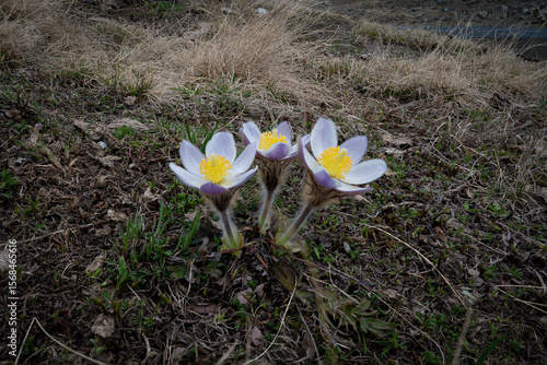 Close-up of Pasqueflowers Blooming in the Italian Alps