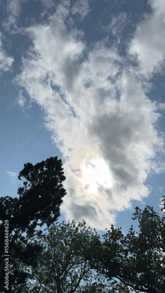 sky clouds and tree, vertical video background sky clouds and tree, vertical video background