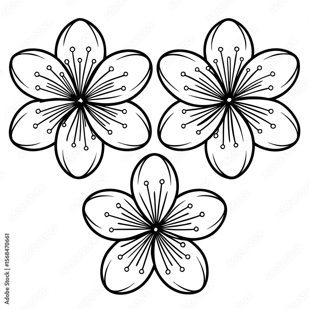 Obraz premium Three delicate blossoms with detailed stamens cherry blossom