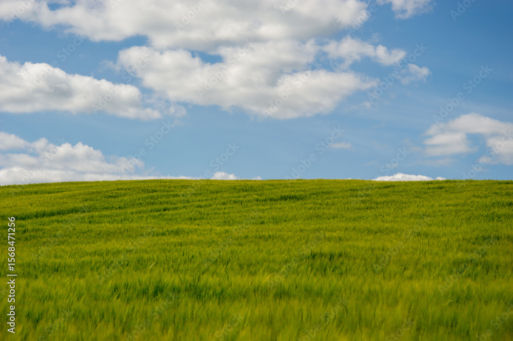 A vast barley field stretches towards the horizon, illuminated by sunlight with bright blue sky and scattered clouds above A vast barley field stretches towards the horizon, illuminated by sunlight with bright blue sky and scattered clouds above