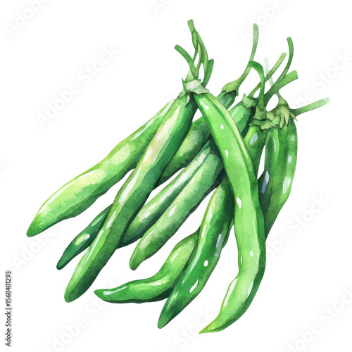 . Green beans watercolor illustration isolated on transpar subject