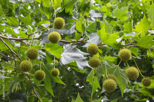 Ramas de un plátano   de sombra con frutos y hojas verdes