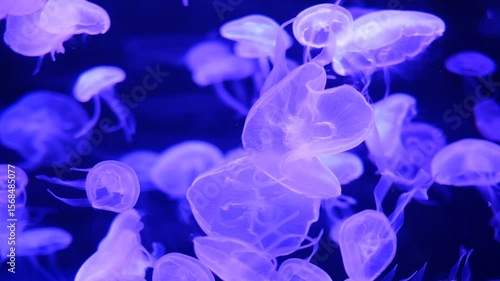 Wallpaper Mural A group of jellyfish are swimming in a tank. The jellyfish are all different sizes and are floating in the water Torontodigital.ca