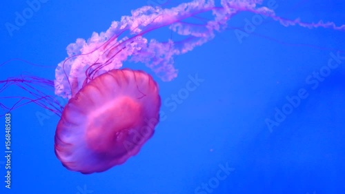 Wallpaper Mural A jellyfish is floating in the ocean. The jellyfish is pink and has a round body Torontodigital.ca