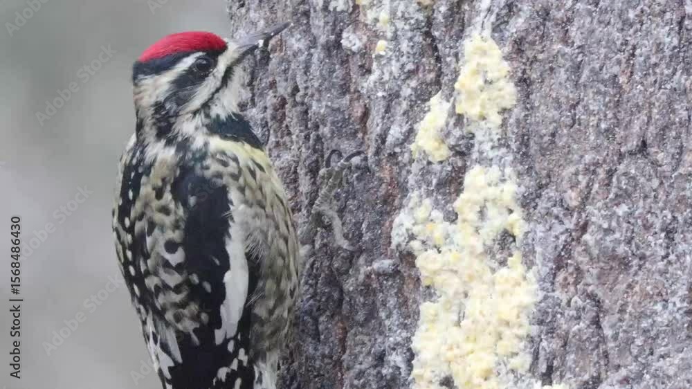 Yellowbellied sapsucker woodpecker eats suet from a tree trunk in the snow fall. Yellowbellied sapsucker woodpecker eats suet from a tree trunk in the snow fall.