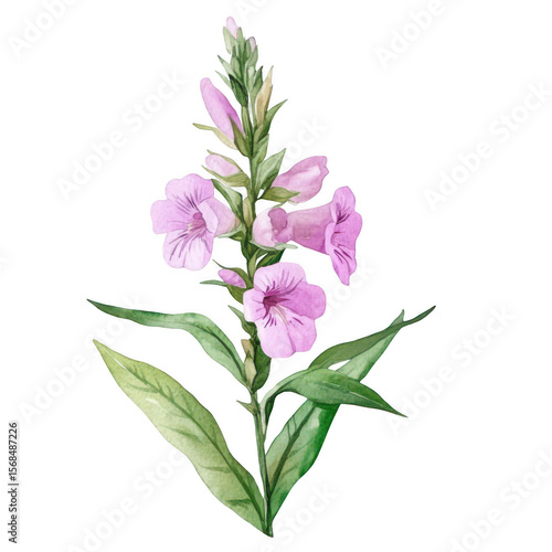 . Obedient Plant flower watercolor isolate illustration v subject