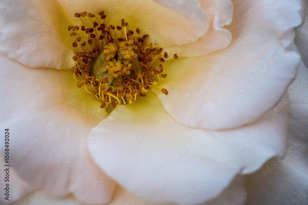 Obraz premium The splendor and vibrant colors of a light pink rose; closeup photography