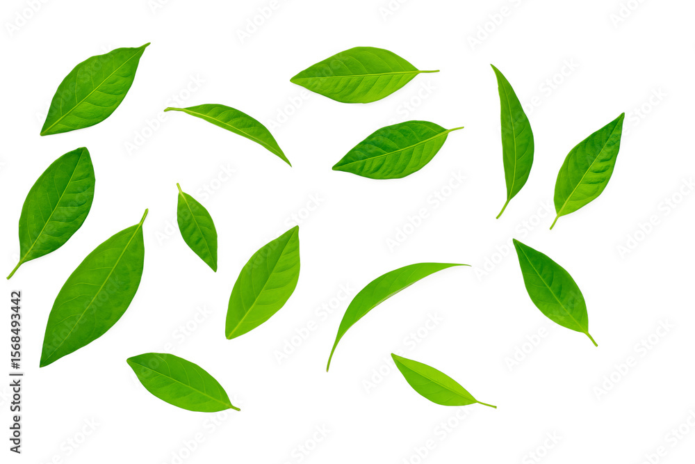 Fototapeta premium Serene Green Leaves: A collection of fresh, vibrant green leaves, each with a unique shape and texture, elegantly arranged in a composition showcasing natural beauty and tranquility.