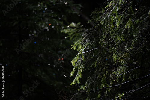 Photography Summer conifers forest, morning showers and trees shining in the morning light,