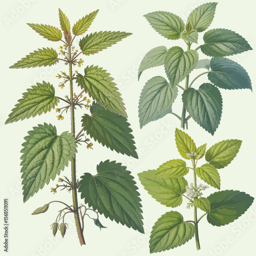 Detailed Illustration of Nettle and Mint Plants