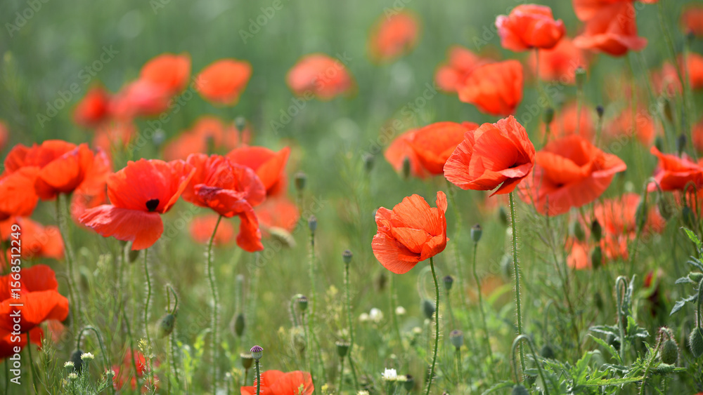 Naklejka premium poppies. delicate petals of red poppies in the sun. background with poppy flowers. Beautiful red poppy wild flower and buds in the field. beauty in nature. close-up. spring season, summer time