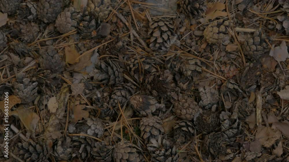 Close-Up of Pine Cones, Dry Branches, and Leaves on Forest Floor – Autumn Hiking Theme. 4k video Close-Up of Pine Cones, Dry Branches, and Leaves on Forest Floor – Autumn Hiking Theme. 4k video