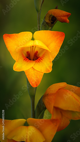orange flower on green background