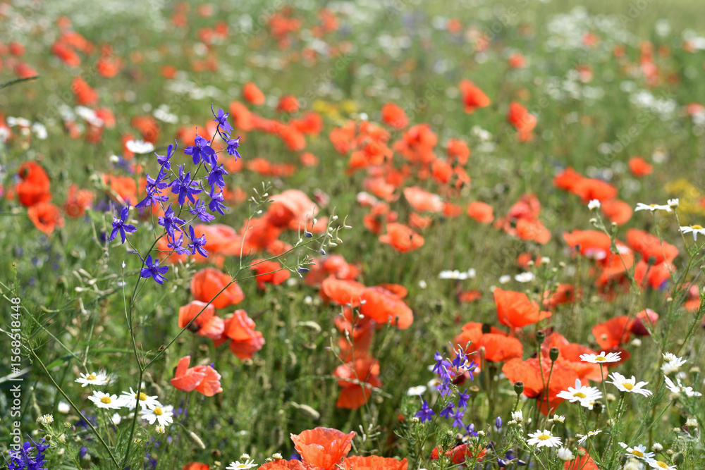poppies and daisies. delicate petals of red poppies in the sun. background with wildflowers. Beautiful red poppy wild flower and buds in the field. beauty nature. close-up. spring season, summer time poppies and daisies. delicate petals of red poppies in the sun. background with wildflowers. Beautiful red poppy wild flower and buds in the field. beauty nature. close-up. spring season, summer time