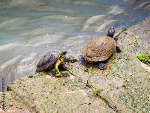 Funny turtles playing in natural environment in Marina Bay in downtown of Singapore in a middle of a city
