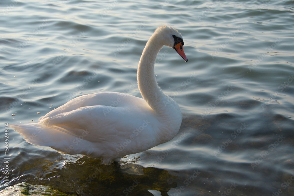 Obraz premium white swan stands on the shore of a lake against the background of water