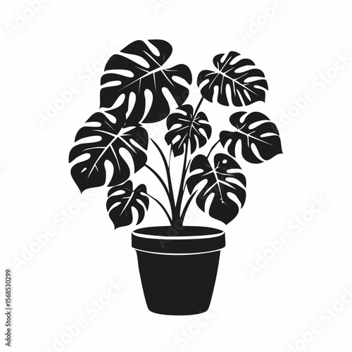 Monster plant in a pot image vector. Illustration of a monster plant in a pot on a white background