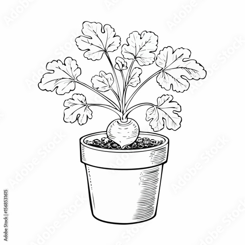 Mandrake plant in the pot Vector Images isolated on white background.