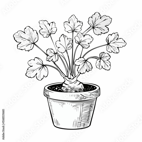 Mandrake plant in the pot Vector Images isolated on white background.