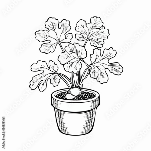 Mandrake plant in the pot Vector Images isolated on white background.