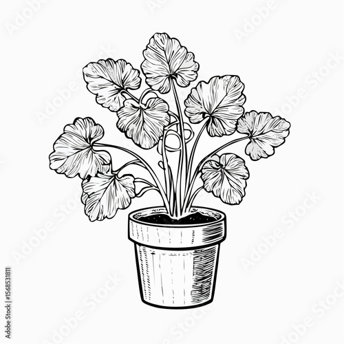 Mandrake plant in the pot Vector Images isolated on white background.