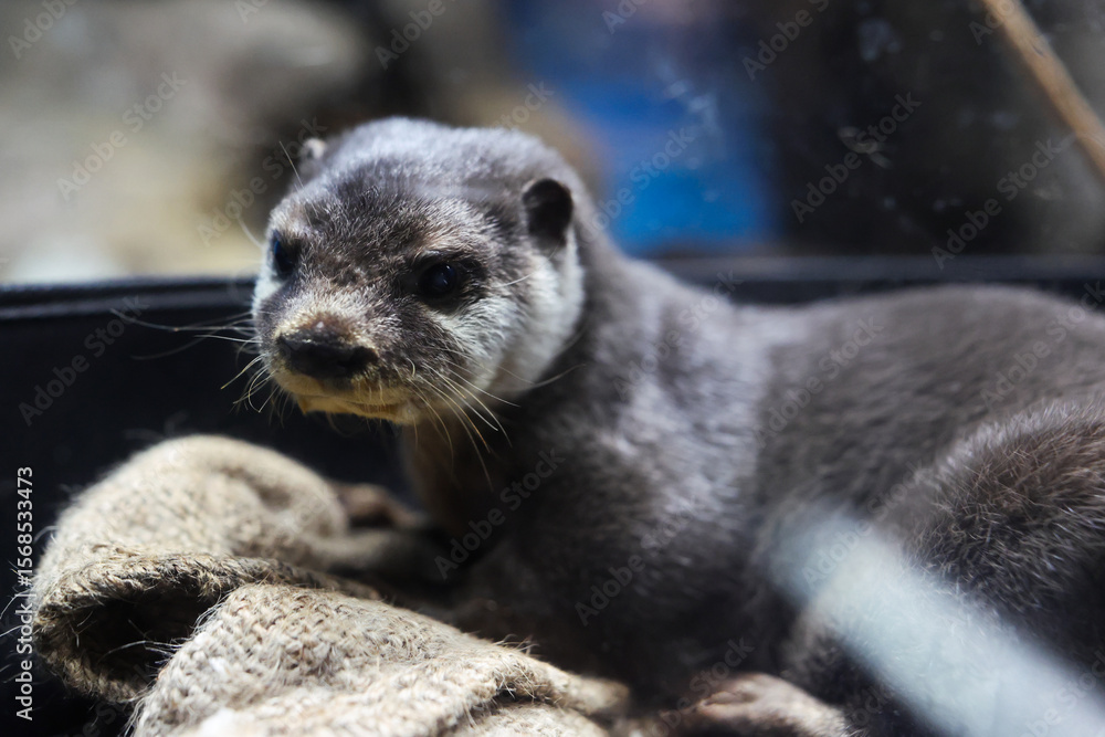 Obraz premium カワウソ