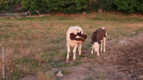 A couple of cows grazing in a field