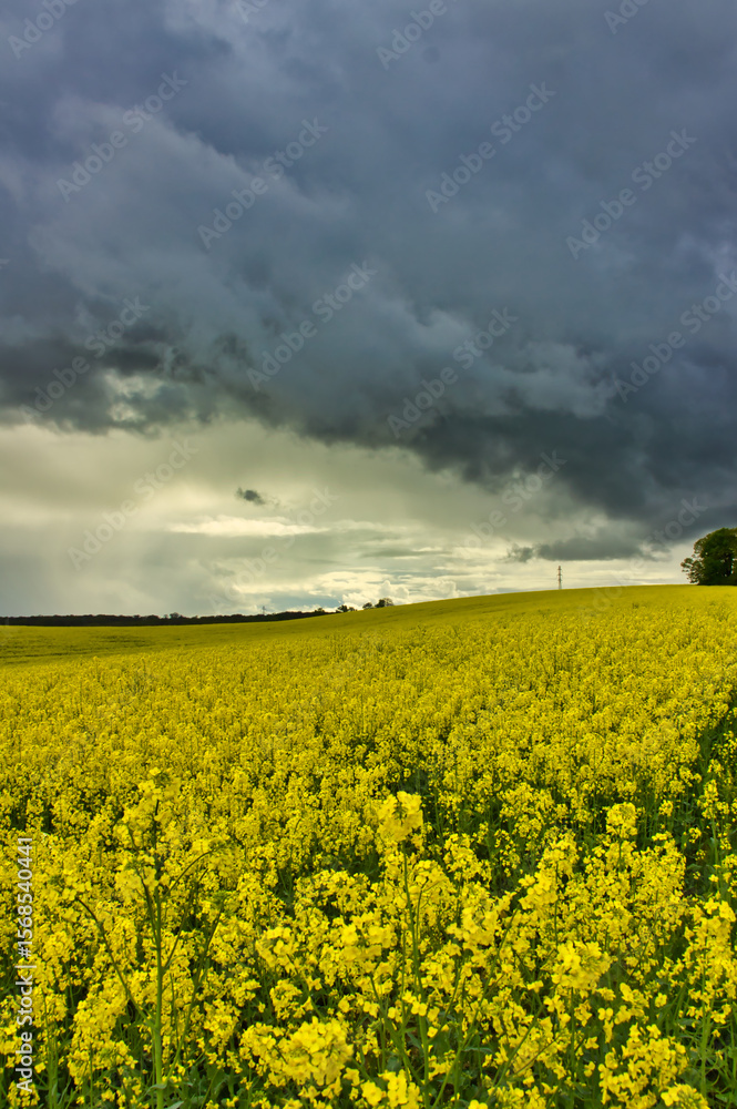 Obraz premium Wonderful landscape of yellow rapeseed flowers under a storm, with bright light at the horizon: high contrast for a charming view.