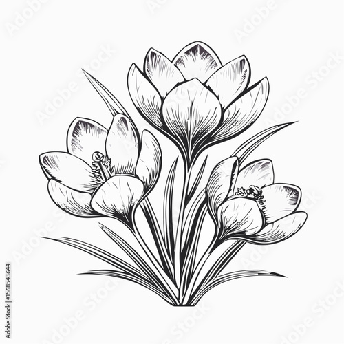 Crocus Flower Spring Blooming Image Vector Isolated on white Background
