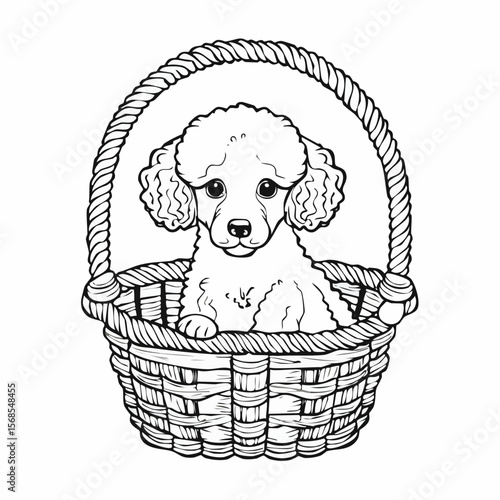 Poodle Puppy Sits in a Wicker Basket Image vector isolated on white Background.