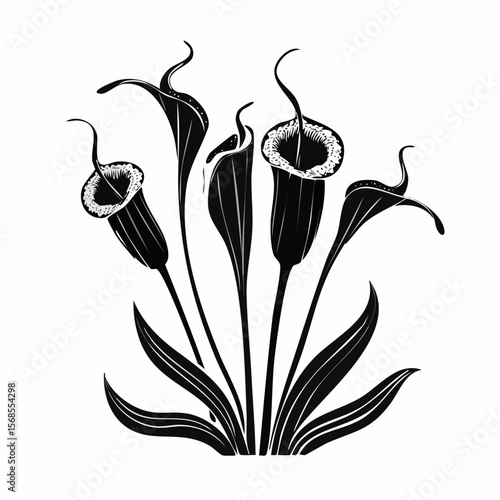 Black and white Carnivorous Pitcher Plant image vector isolated on white background.