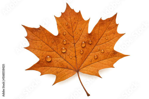 Wallpaper Mural Vivid orange maple leaf glistening with water droplets, highlighting delicate autumn textures against transparent background Torontodigital.ca